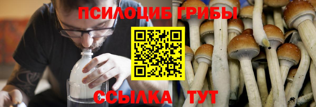 Галлюциногенные грибы Psilocybe Дальнегорск